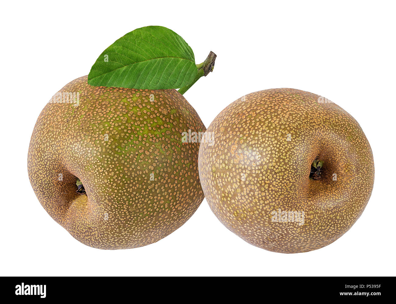 Asian pear(Pyrus pyrifolia) isolated on white background. Stock Photo