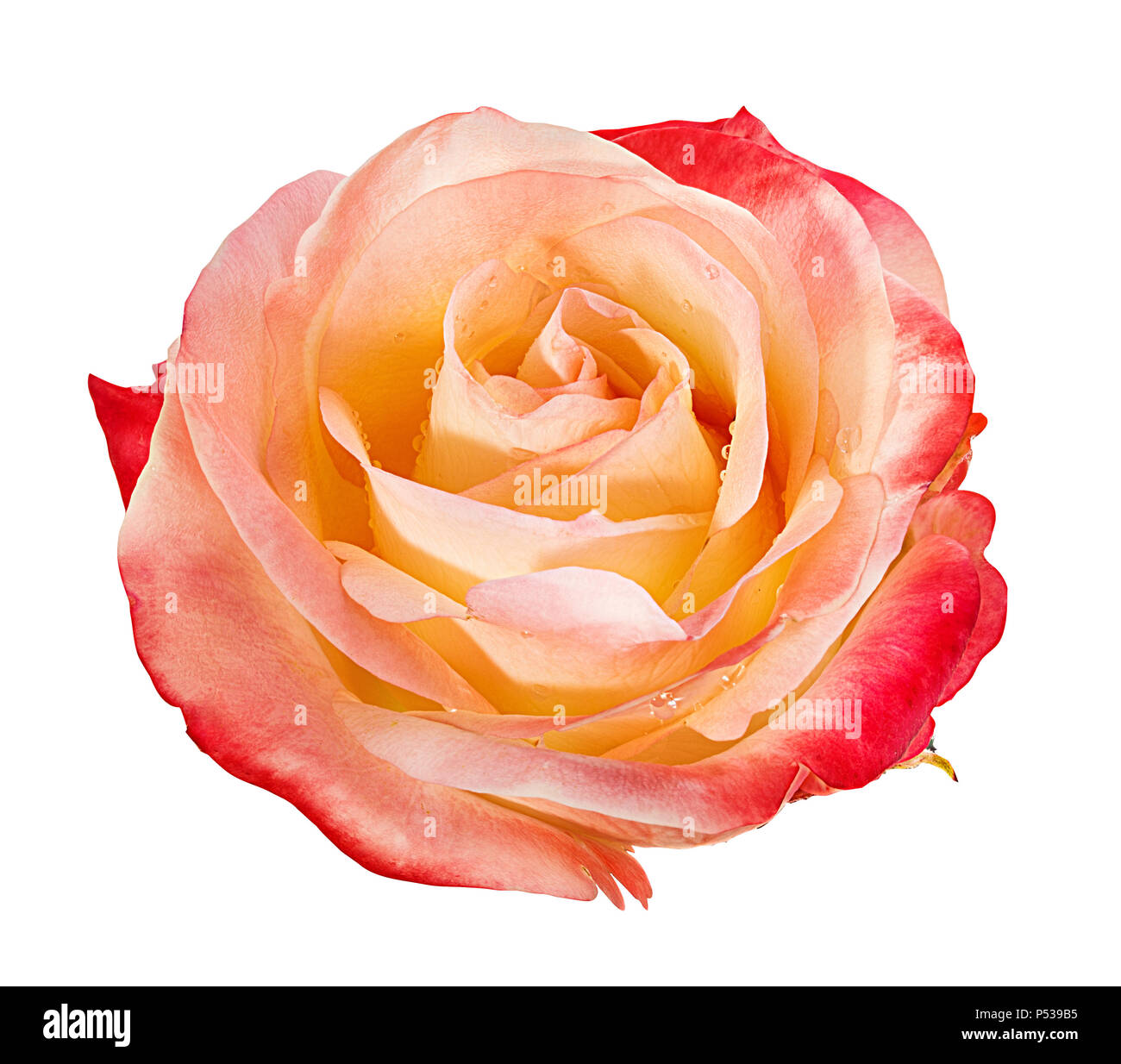 rose isolated on white background Stock Photo - Alamy