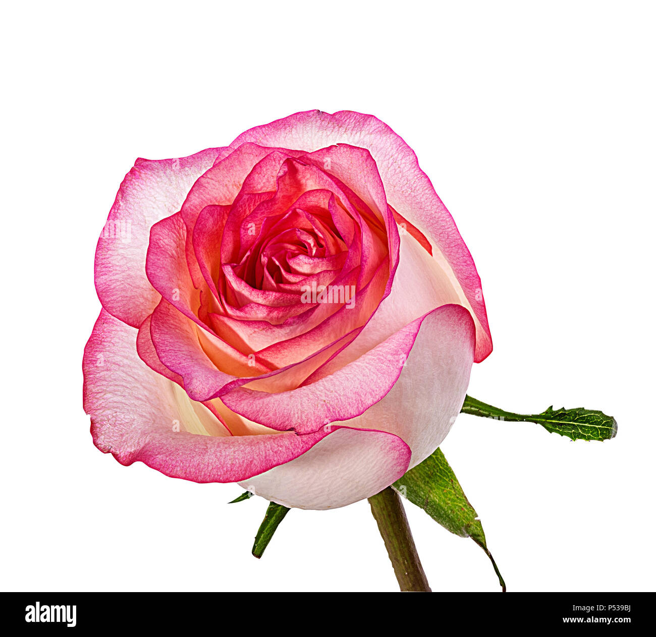rose isolated on white background Stock Photo - Alamy