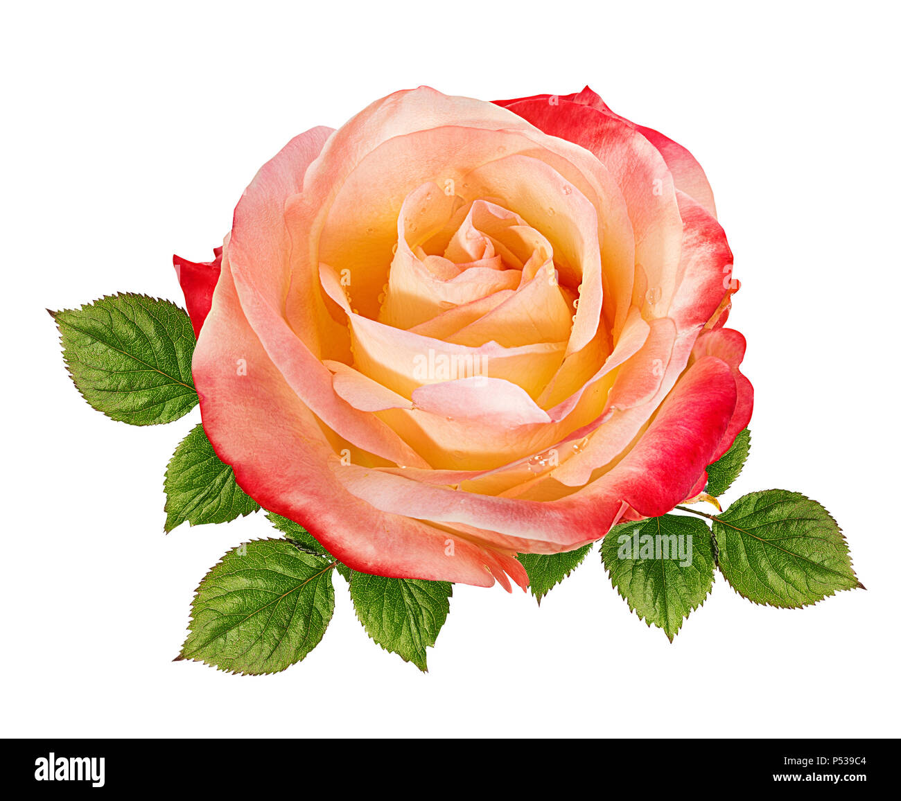 rose isolated on white background Stock Photo - Alamy