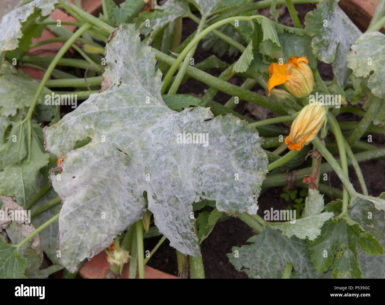 Powdery mildew on the leaves of a courgette plant Stock Photo