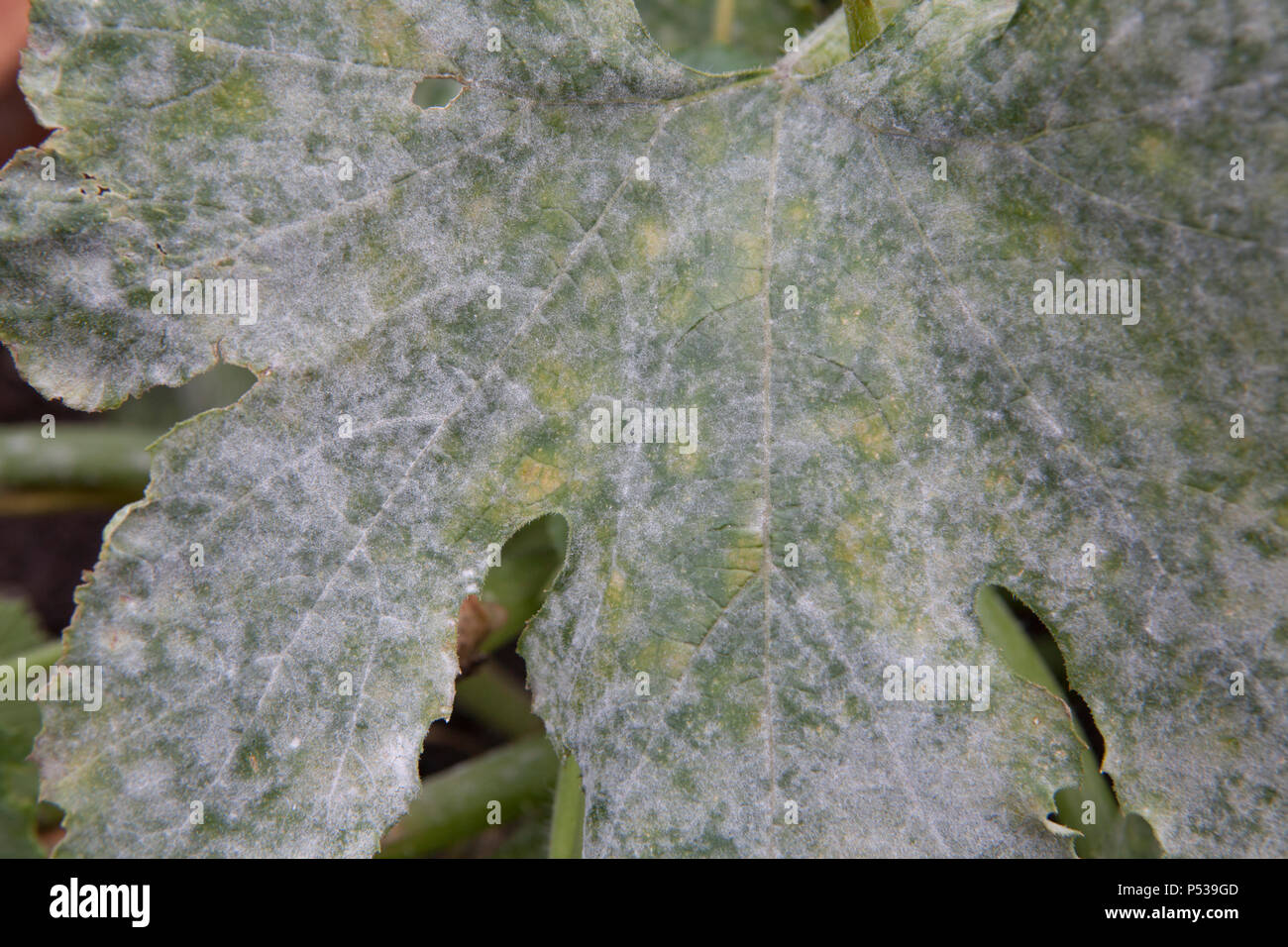 Powdery mildew on the leaves of a courgette plant Stock Photo Alamy