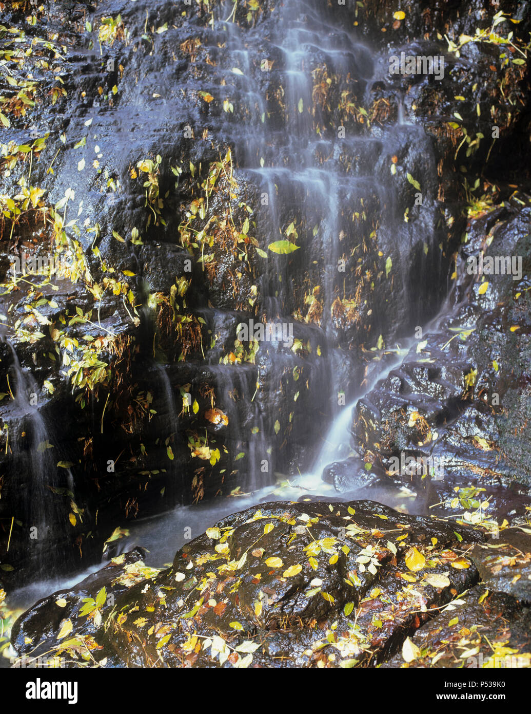 Autumn leaves are trapped in a small section of the waterfall at Hareshaw Linn, near Bellingham in Northumberland Stock Photo