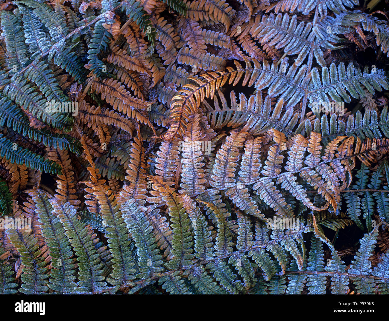 A close up of frost on colourful fern fronds on a woodland floor Stock Photo