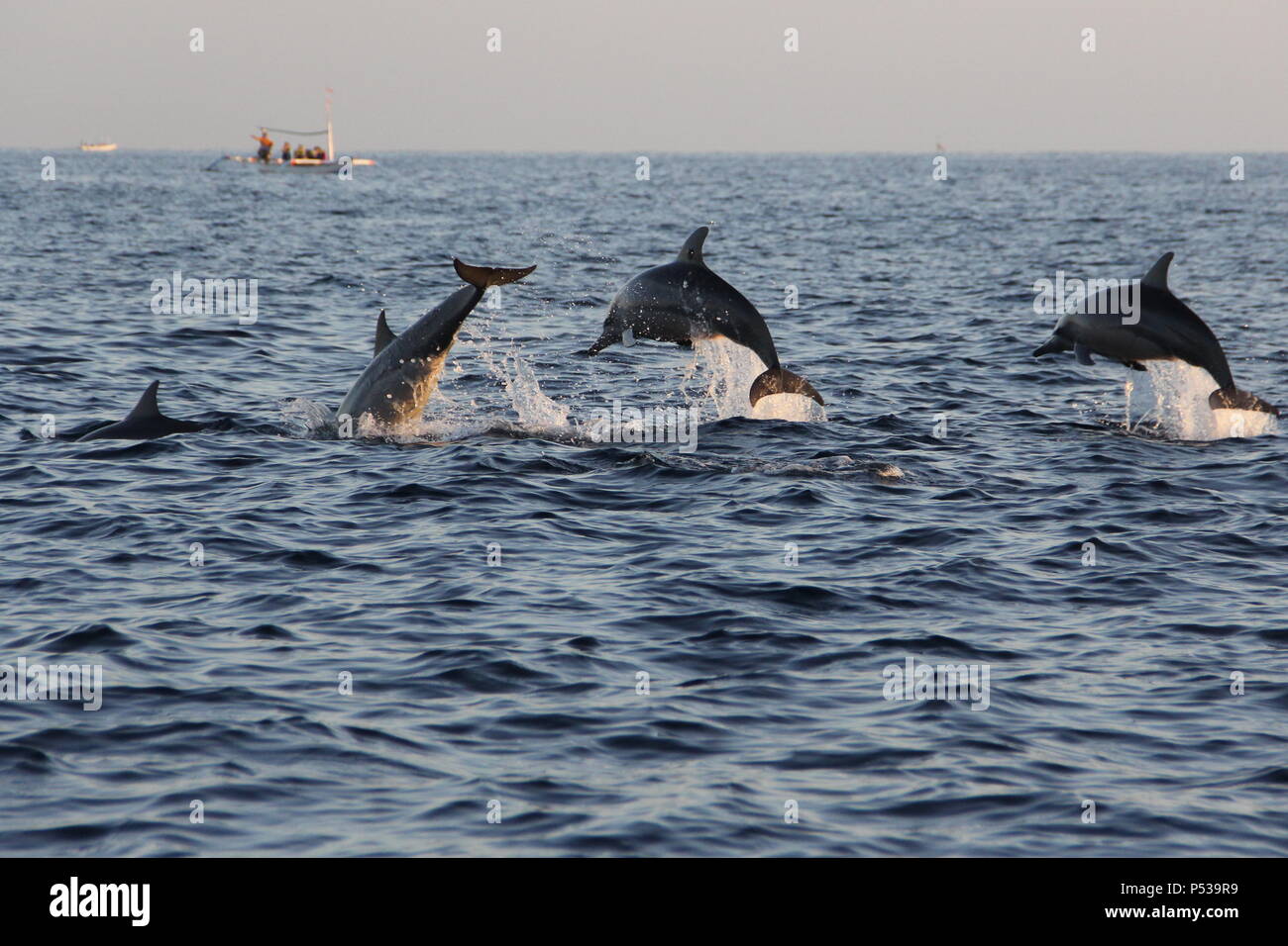 Several jumping dolphins at Lovina Beach, Bali, Indonesia Stock Photo