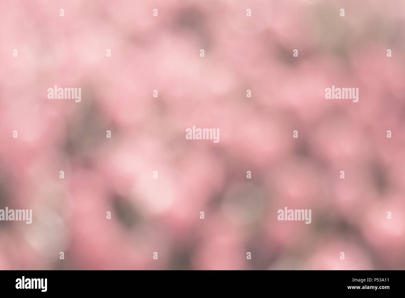 Blurred focus of blooming tulips flower garden in a sunny shiny day as a background in Netherlands, give a soft and sweet feeling when looking at. Stock Photo
