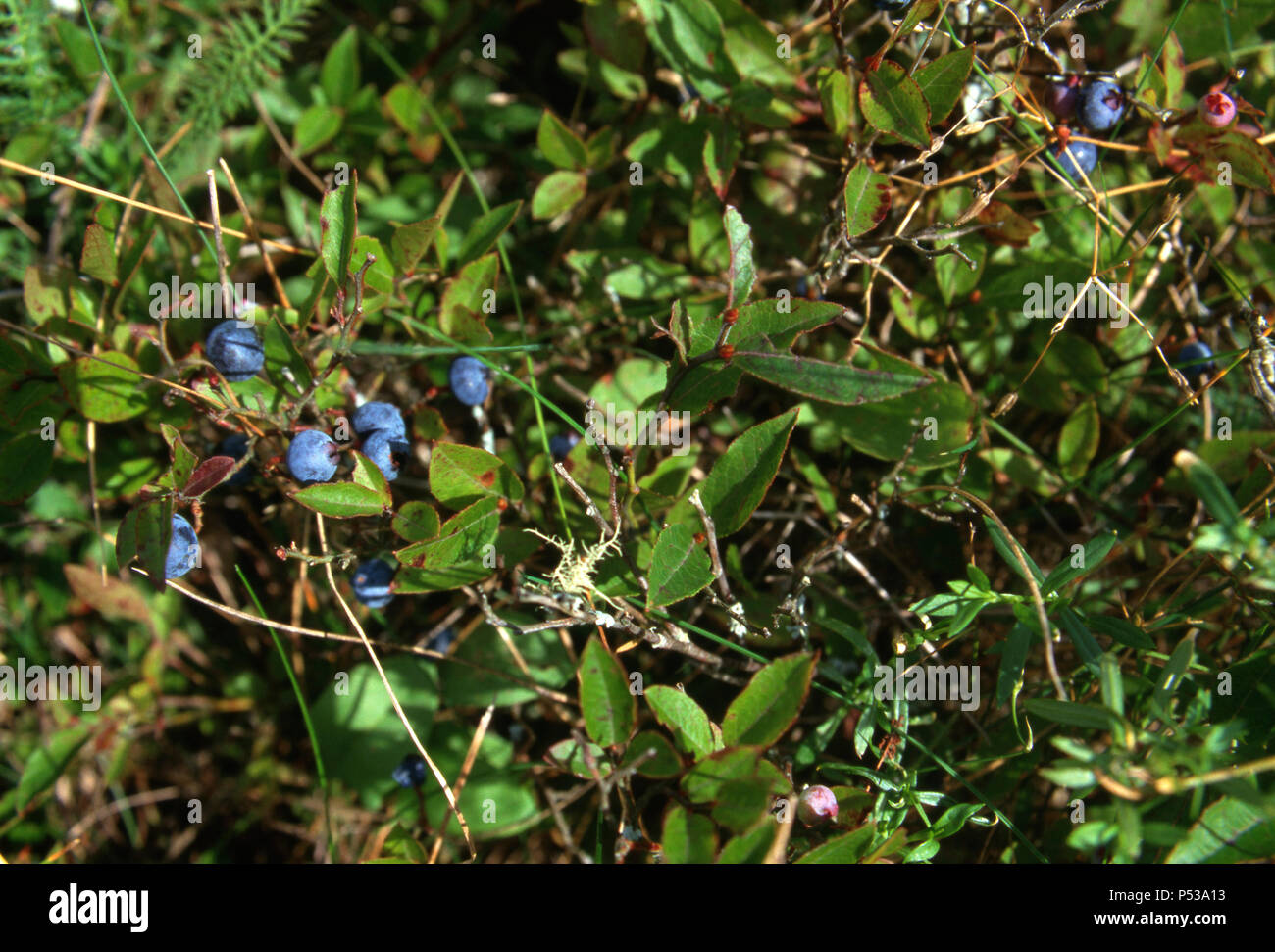Wild blueberries, Washington County, Maine. Photograph Stock Photo