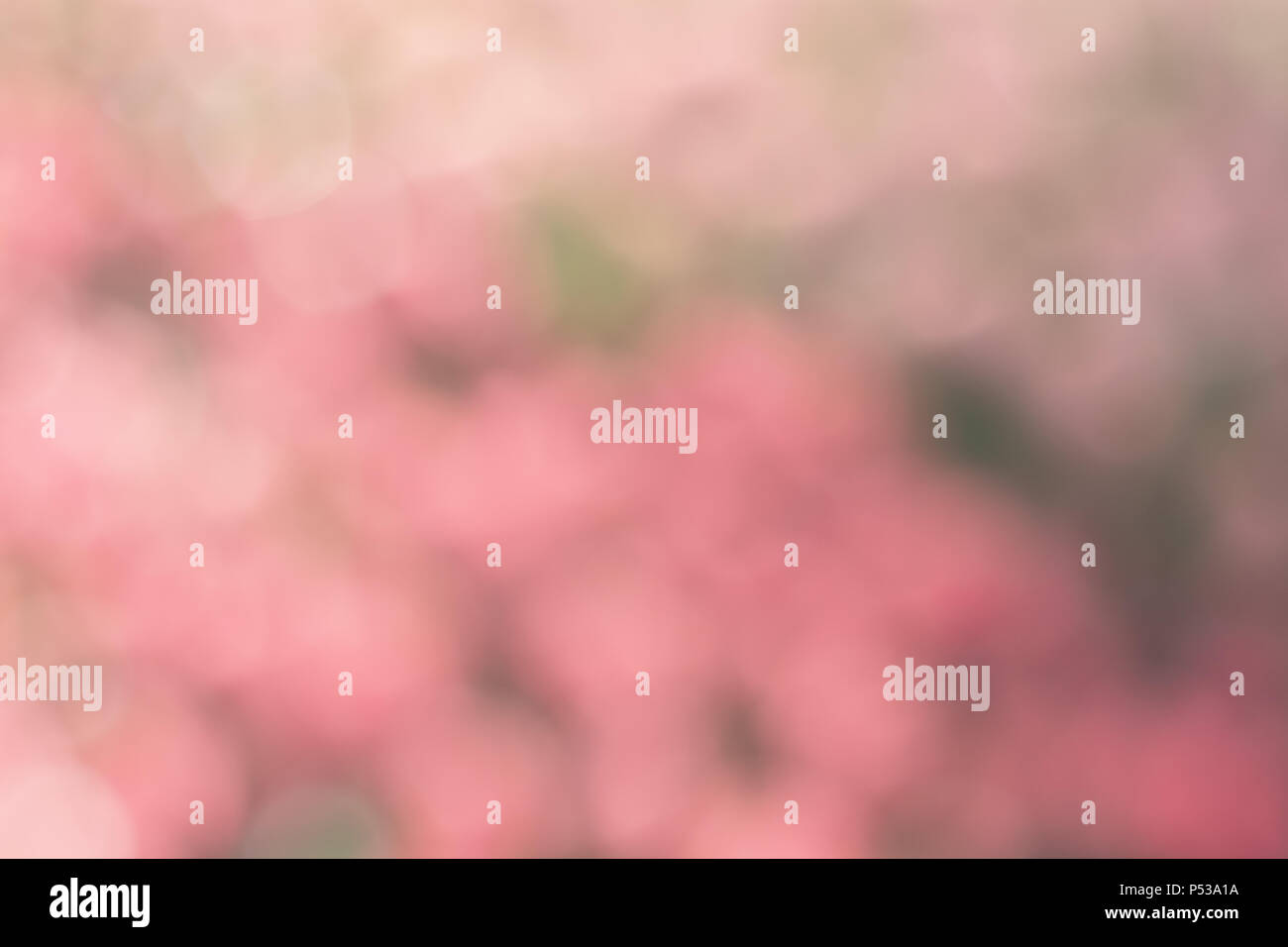 Blurred focus of blooming tulips flower garden in a sunny shiny day as a background in Netherlands, give a soft and sweet feeling when looking at. Stock Photo