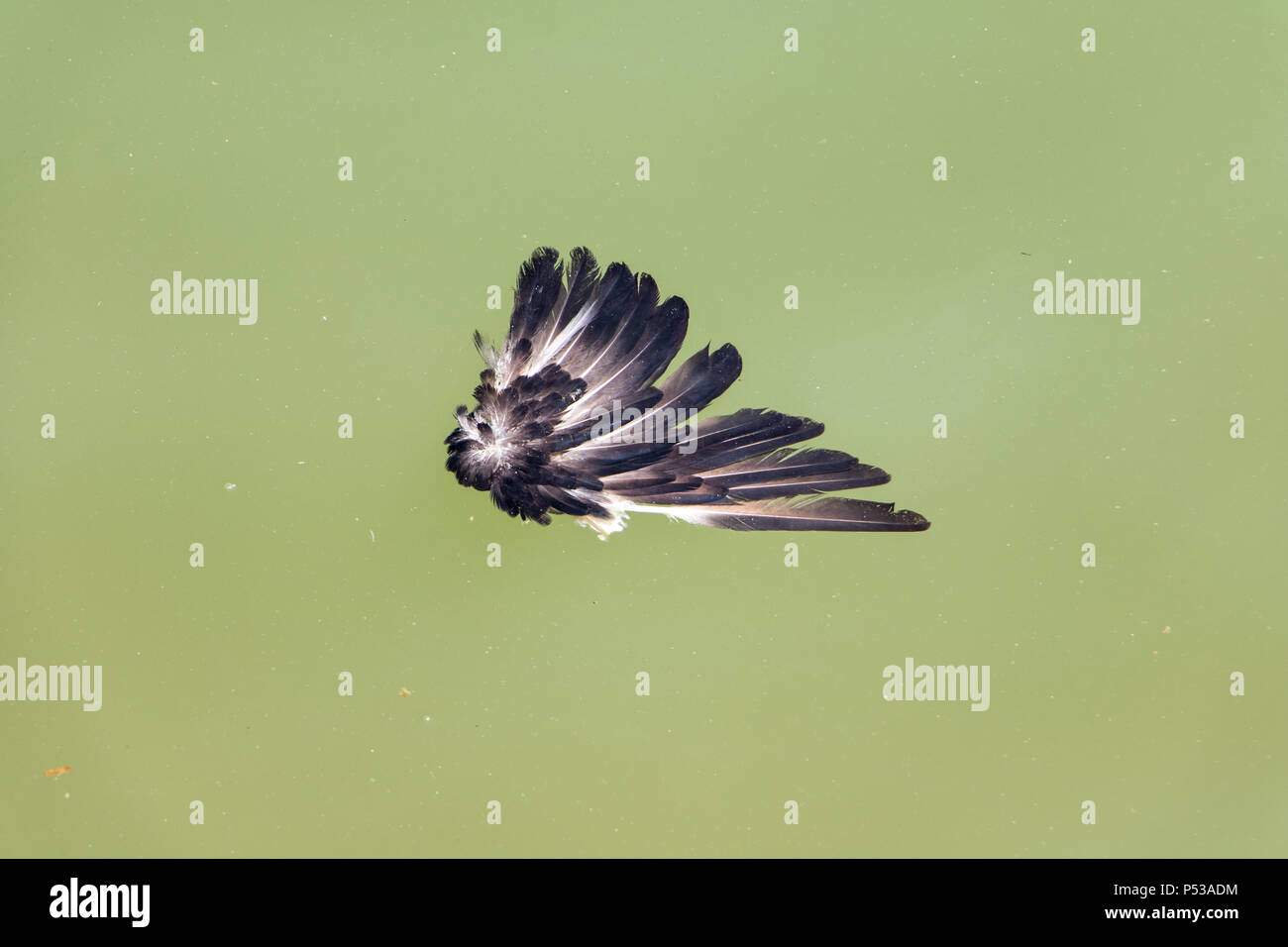 Bird feathers float on the green water in the canal Stock Photo Alamy