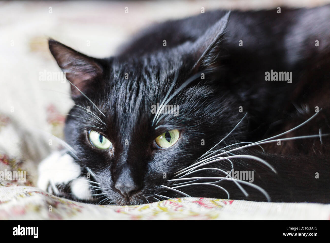 Black cat looking at camera Stock Photo - Alamy