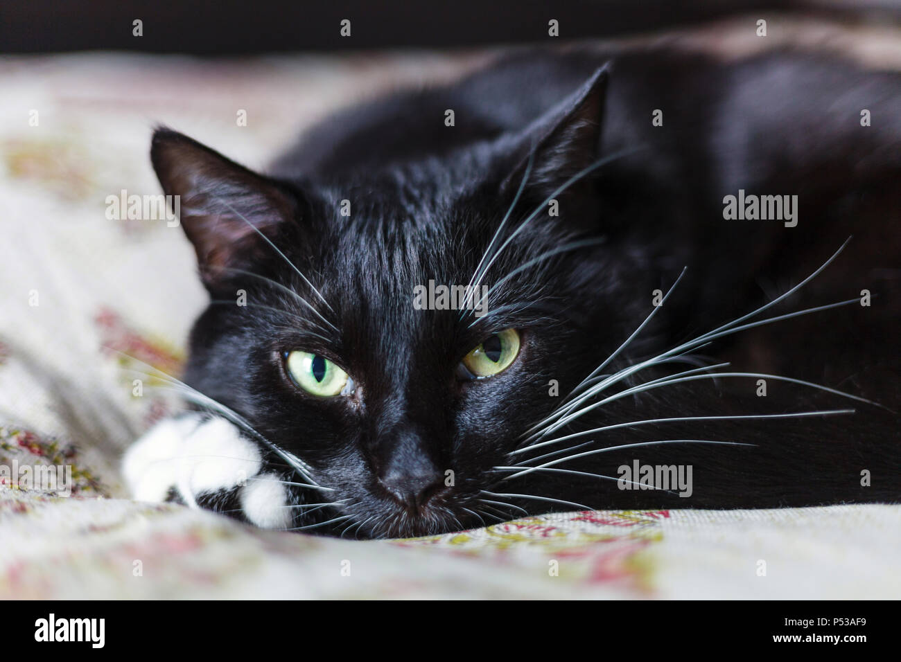 Black cat looking at camera Stock Photo - Alamy