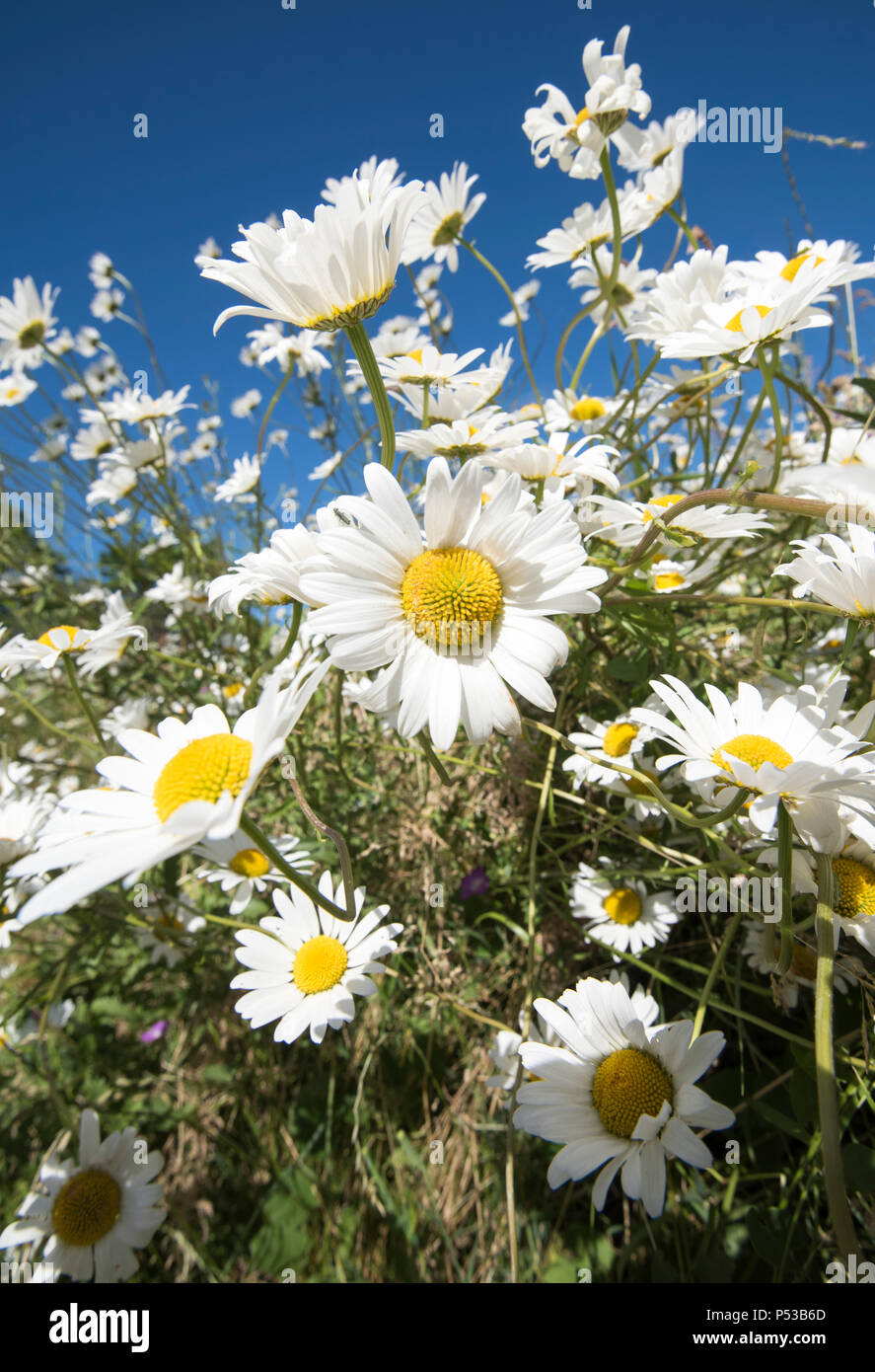 Close up of a field of pretty white daisies, Gedling Nottinghamshire England UK Stock Photo