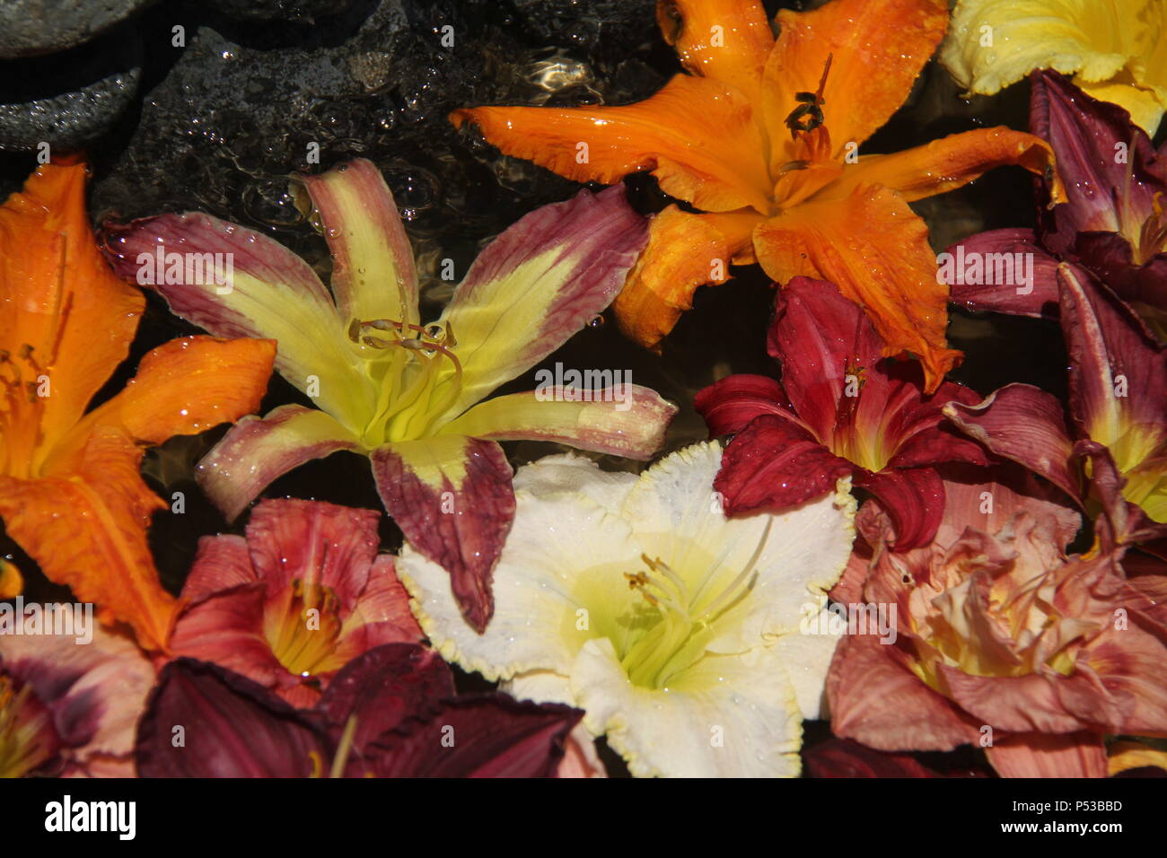 Daylily flowers in water fountain, as decoration Stock Photo