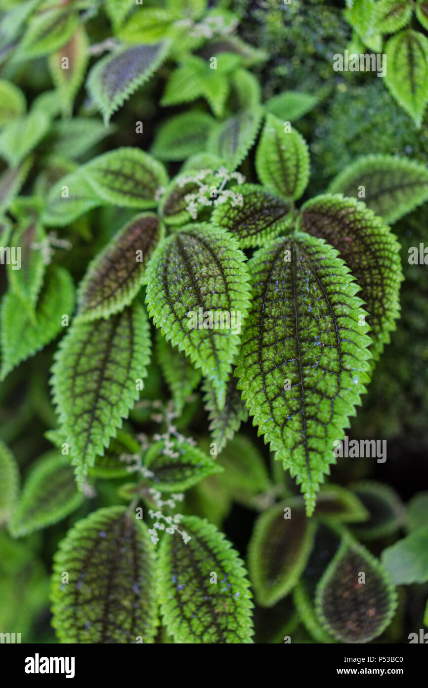 leaves of pilea spruceana known as silver tree plant structure design Stock Photo