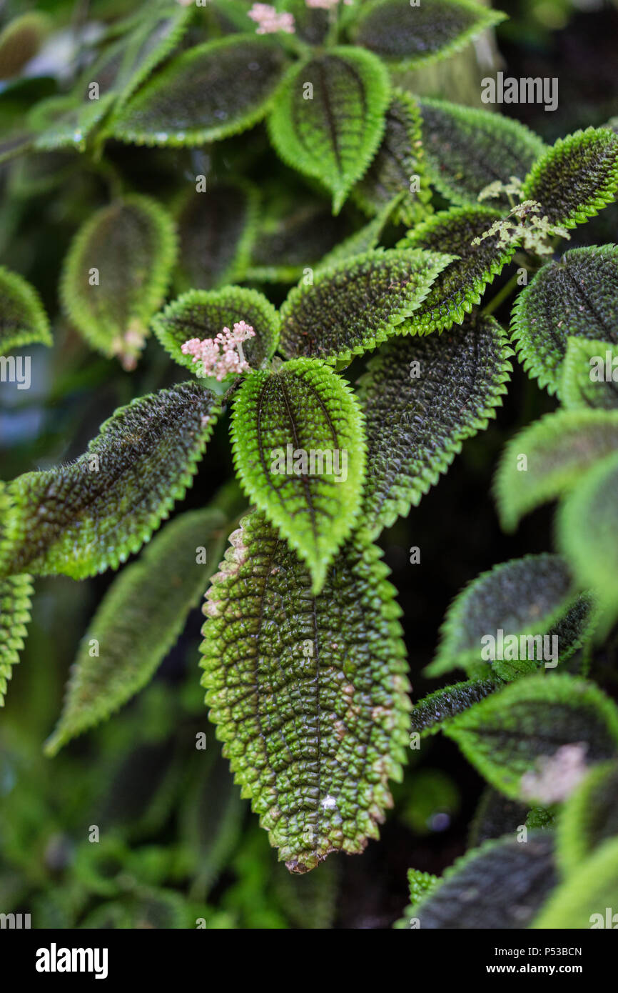 leaves of pilea spruceana known as silver tree plant structure design Stock Photo