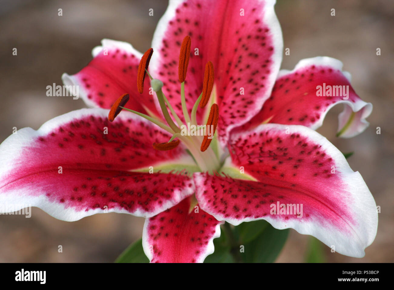 Pink white tiger lily hires stock photography and images Alamy