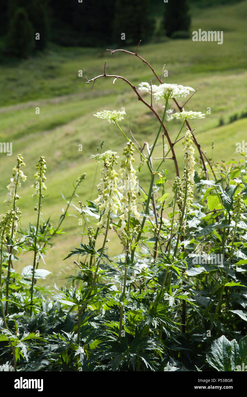 Common Cow-wheat growing by a footpath at Plan de Gralba Selva Val Gardena Dolomites South Tyrol Italy Stock Photo