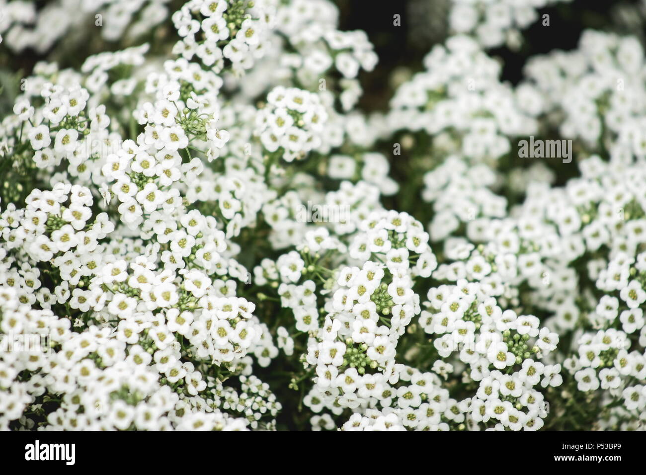 Alyssum maritimum, common name sweet alyssum or sweet alison, also