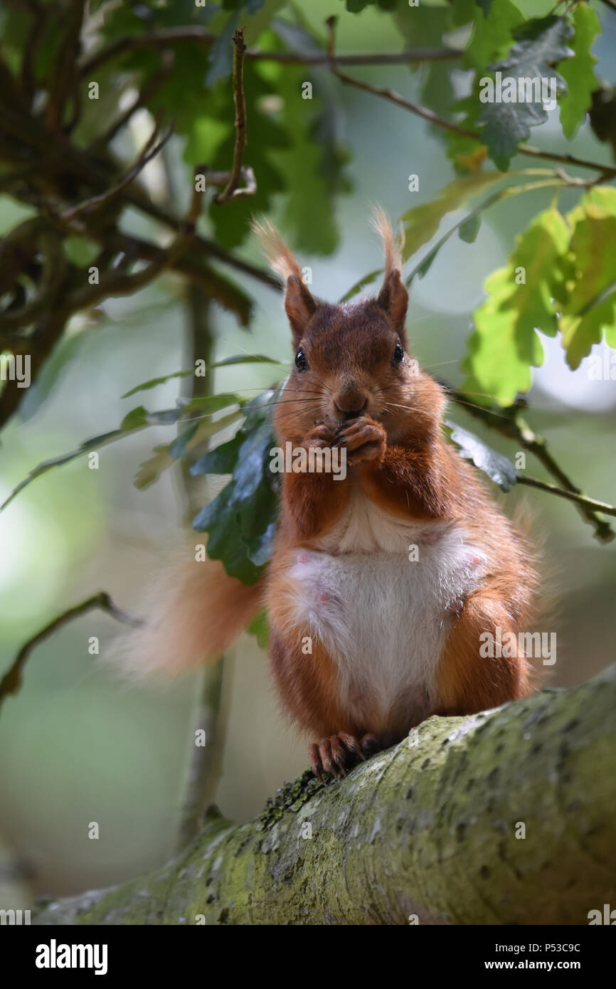 A female Brownsea Island Red Squirrel feeding in an oak tree Stock Photo