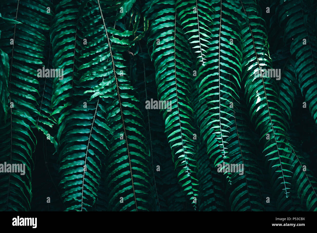 Tropical green leaves on dark background Stock Photo - Alamy