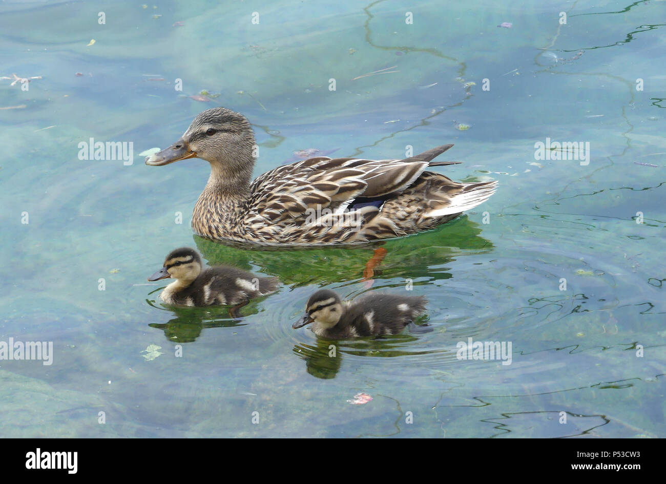 MALLARD Anus platyrhynchos Female with duckings on Lake Garda, Italy. Photo; Tony Gale Stock Photo