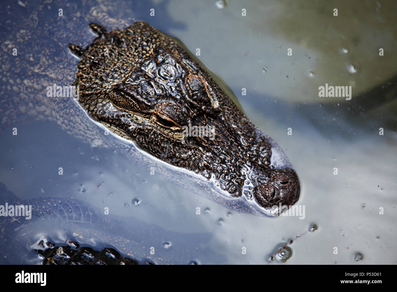 Close up shot of alligator floating on water Stock Photo