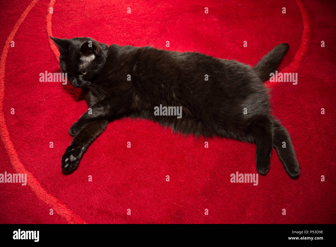 Black cat is reeling on red carpet Stock Photo