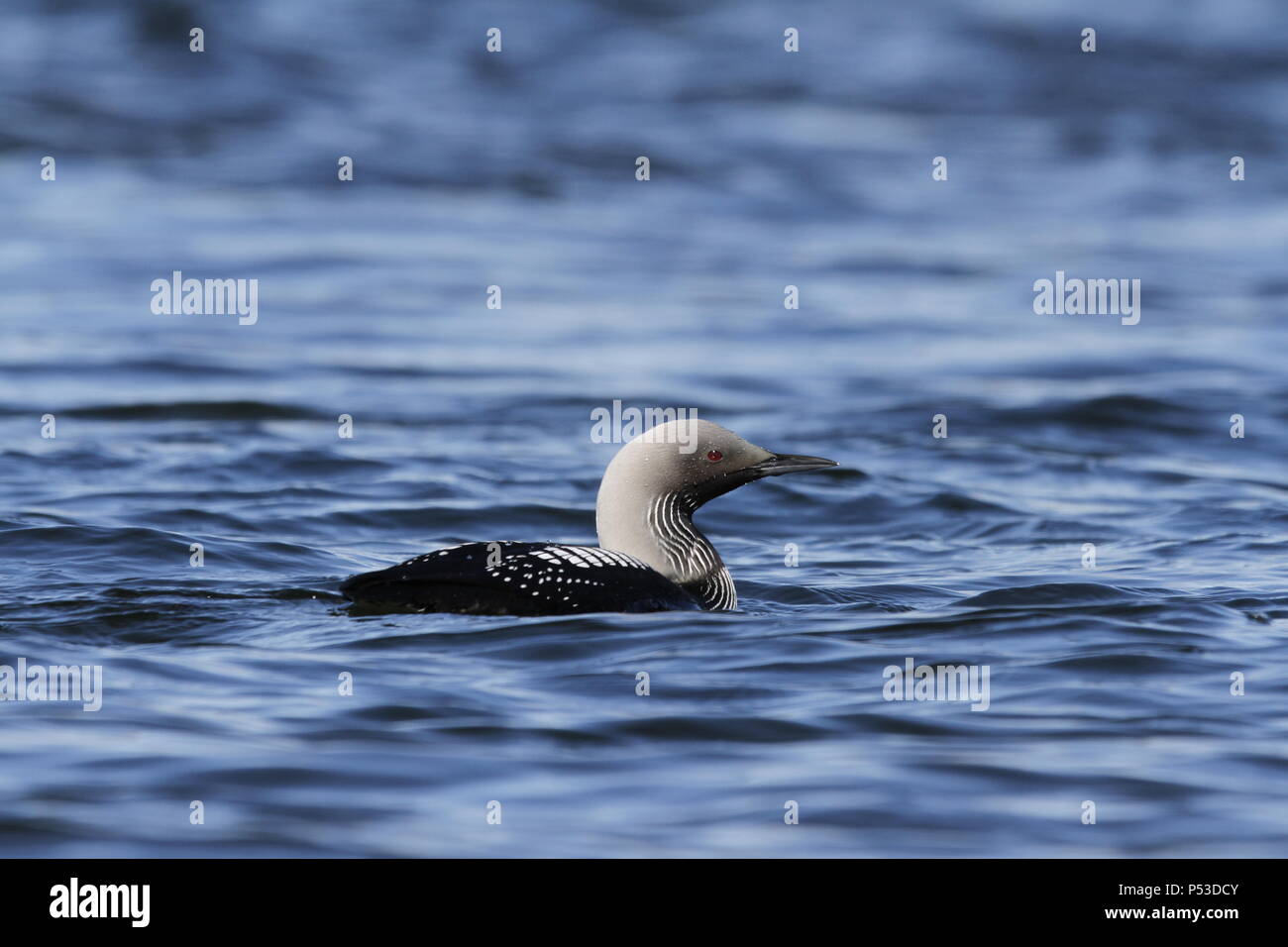 Pacific Loon or Pacific Diver, Gavia pacifica, swimming in arctic waters, near Baker Lake, Nunavut Stock Photo