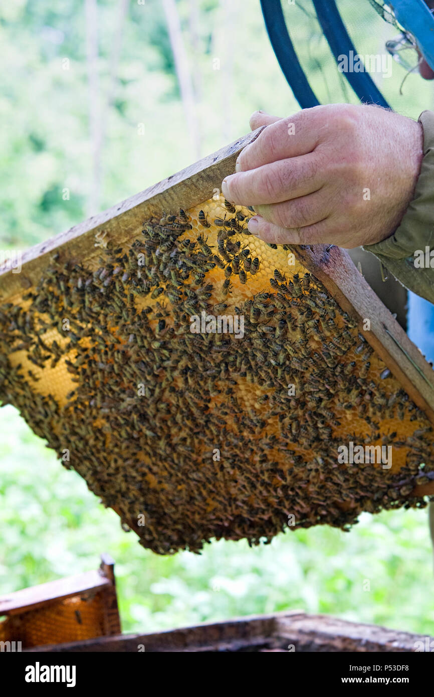 Apiarist is working in his apiary Stock Photo