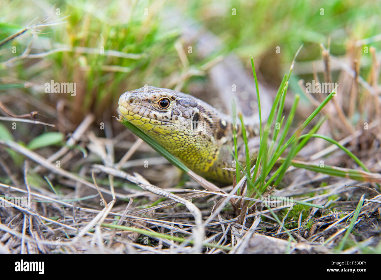 A garden lizard hides in the green grass Stock Photo Alamy