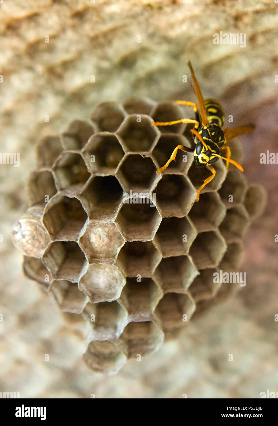 wasp on its nest and building Stock Photo