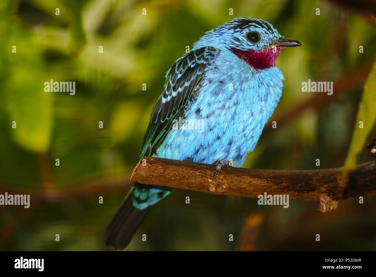 Male turqouise-blue spangled cotinga cayana with a wine-red throat perching on a branch Stock Photo