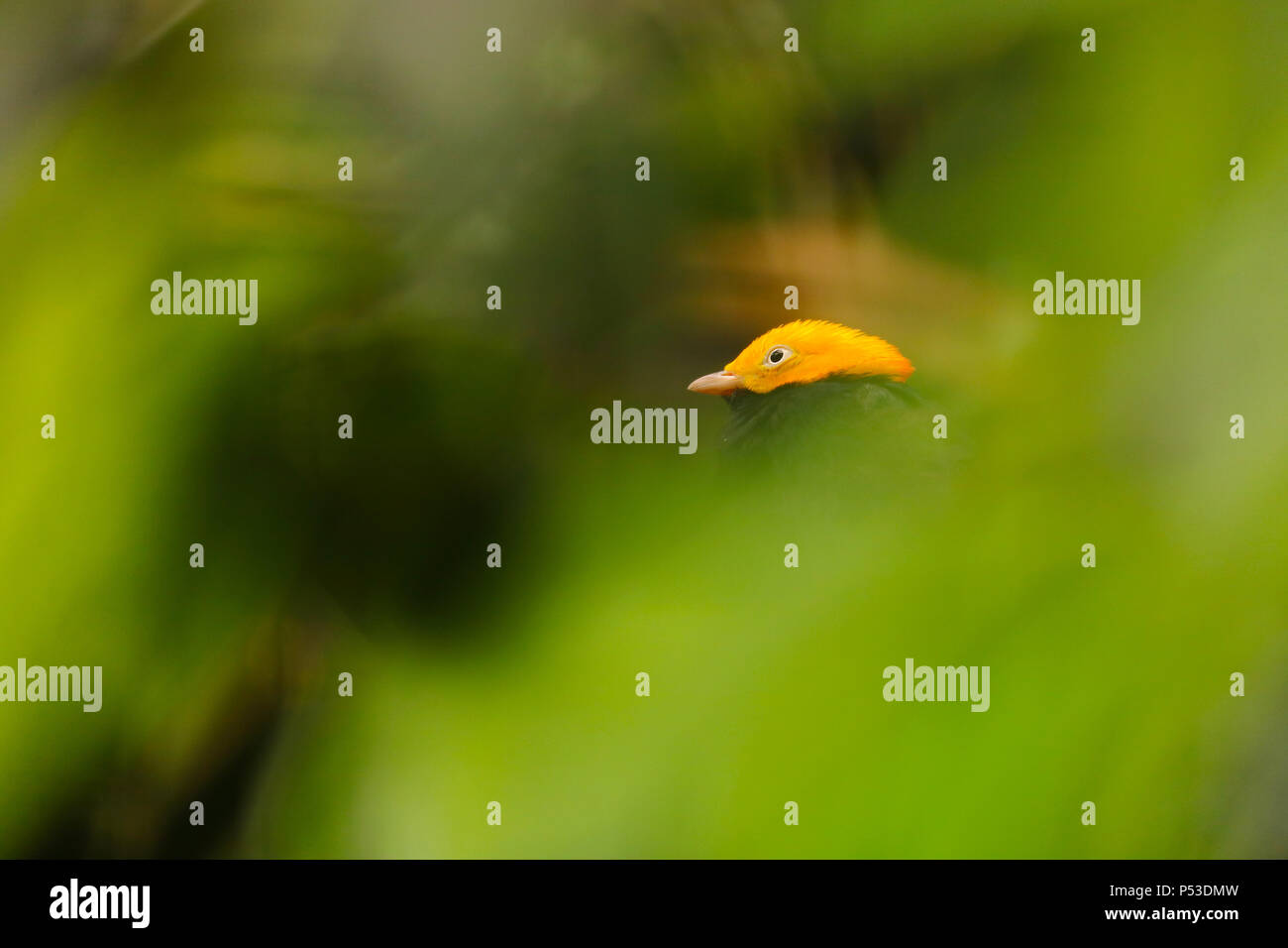 bright yellow head of a male golden-headed manakin (pipra erythrocephala) surrounded by blurry green leaves Stock Photo