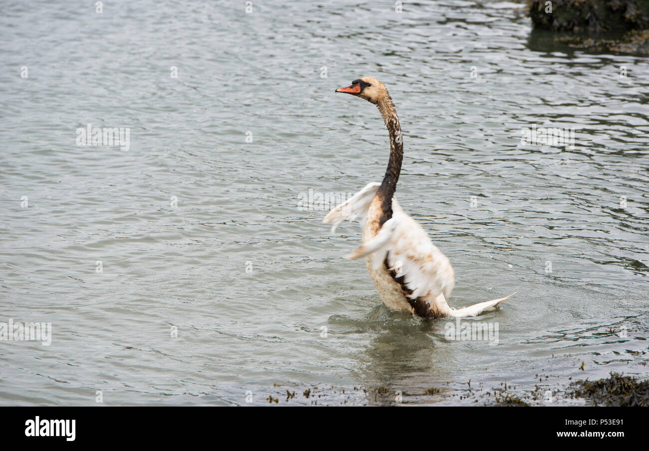 a white swan fights for his life because of an oil spill in europoort area in the netherlands Stock Photo