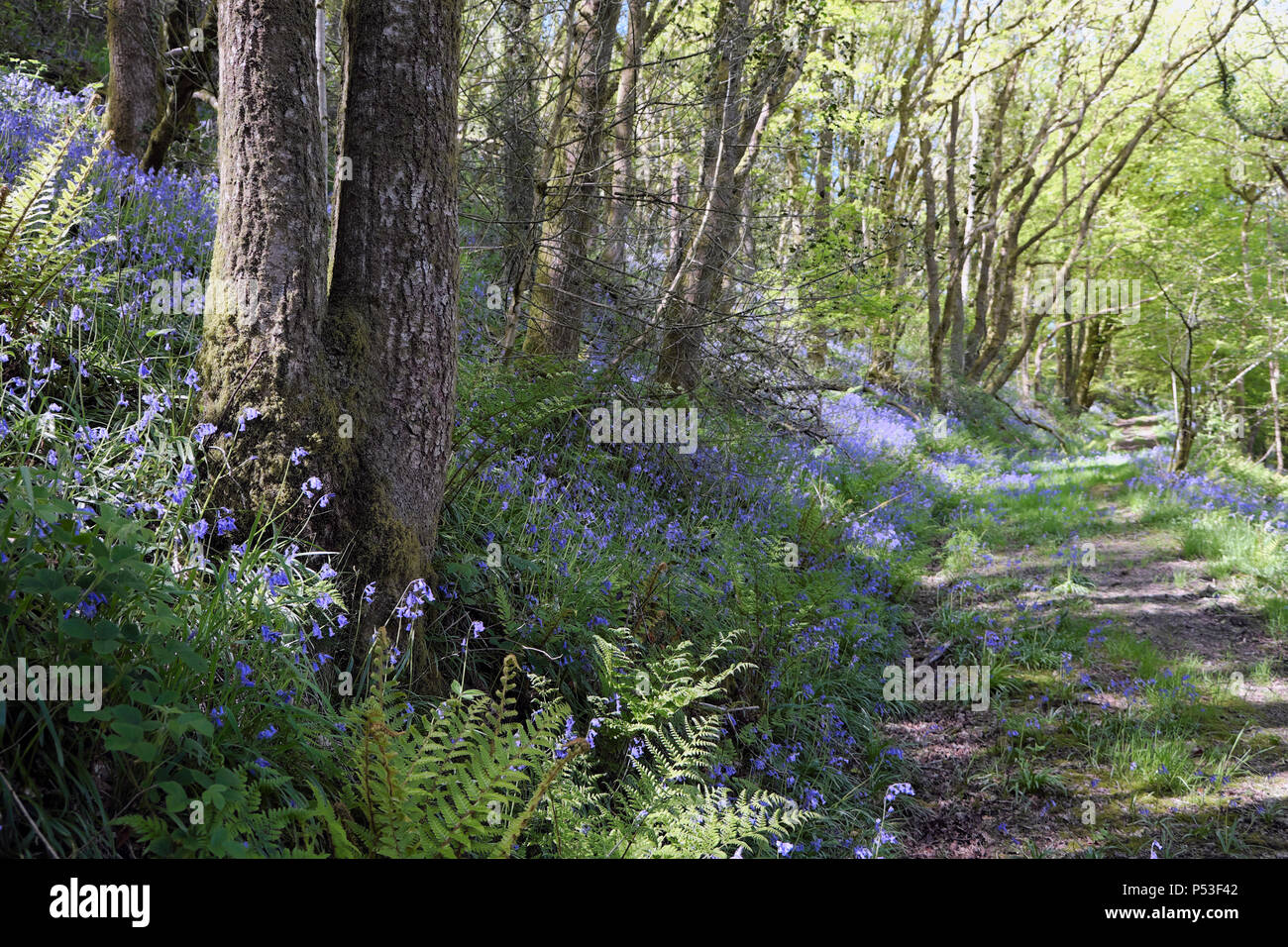View of bluebells growing in a woodland on a slope by a rural track in the woods in spring Wales UK KATHY DEWITT Stock Photo