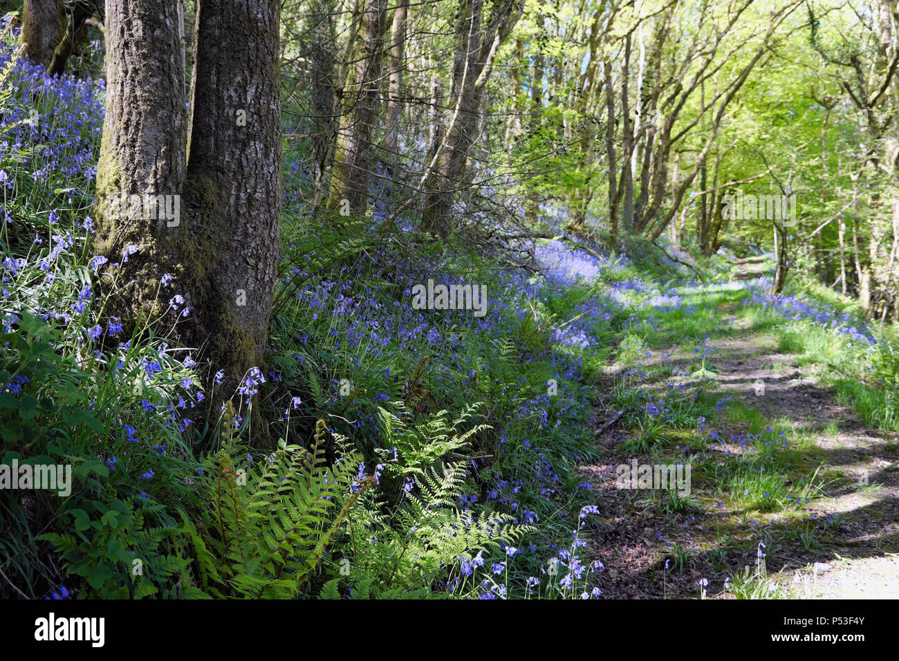 View of bluebells growing in a woodland on a slope by a rural track in the woods in spring Wales UK  KATHY DEWITT Stock Photo