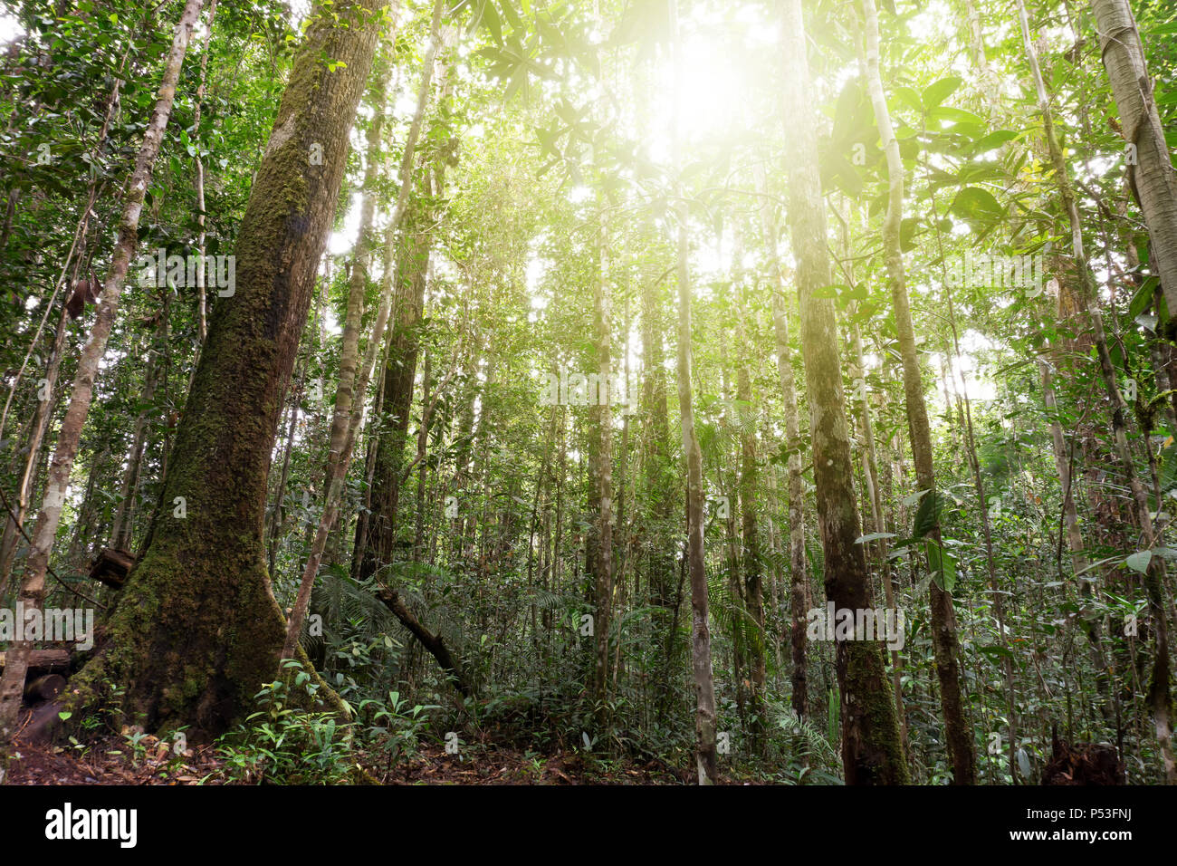 Maliau Basin Conservation Area virgin rain forest Sabah Lost World located in Borneo Malaysia Stock Photo