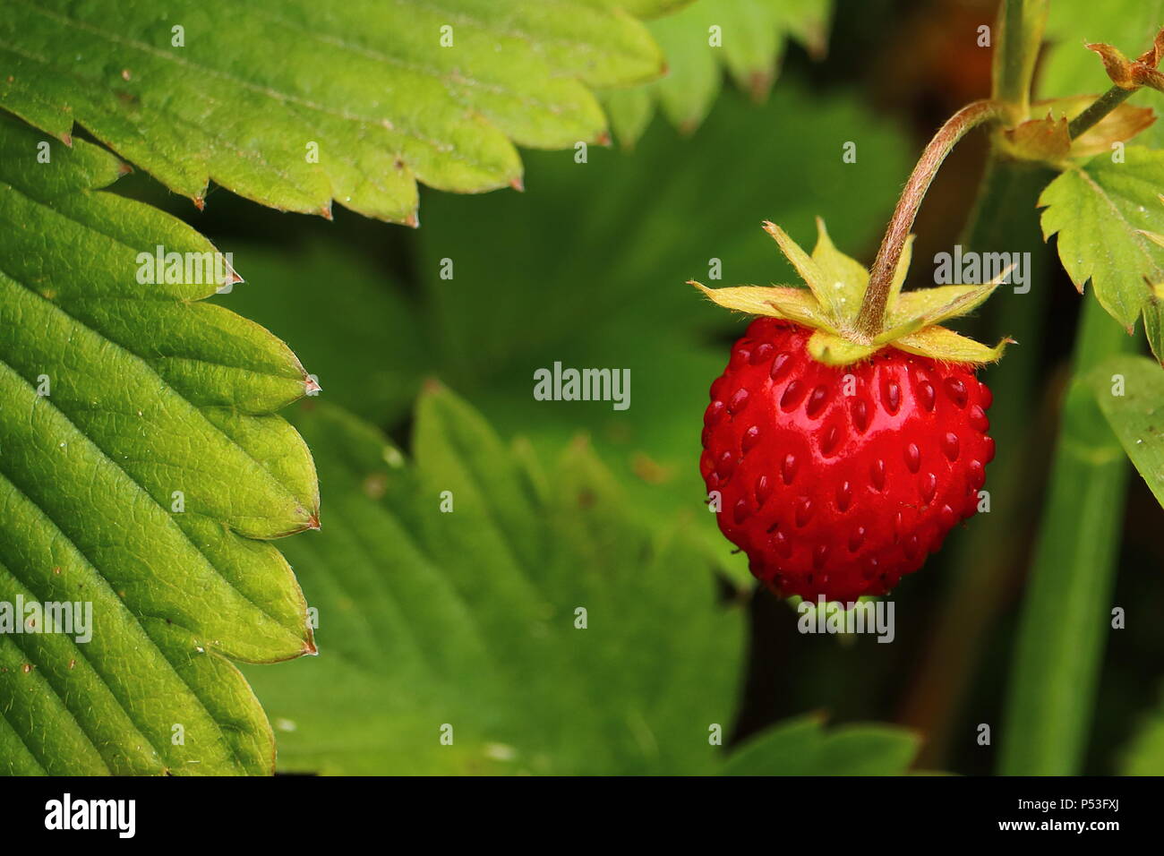 Wild strawberry, wild berry, fruiting plant in close-up Stock Photo