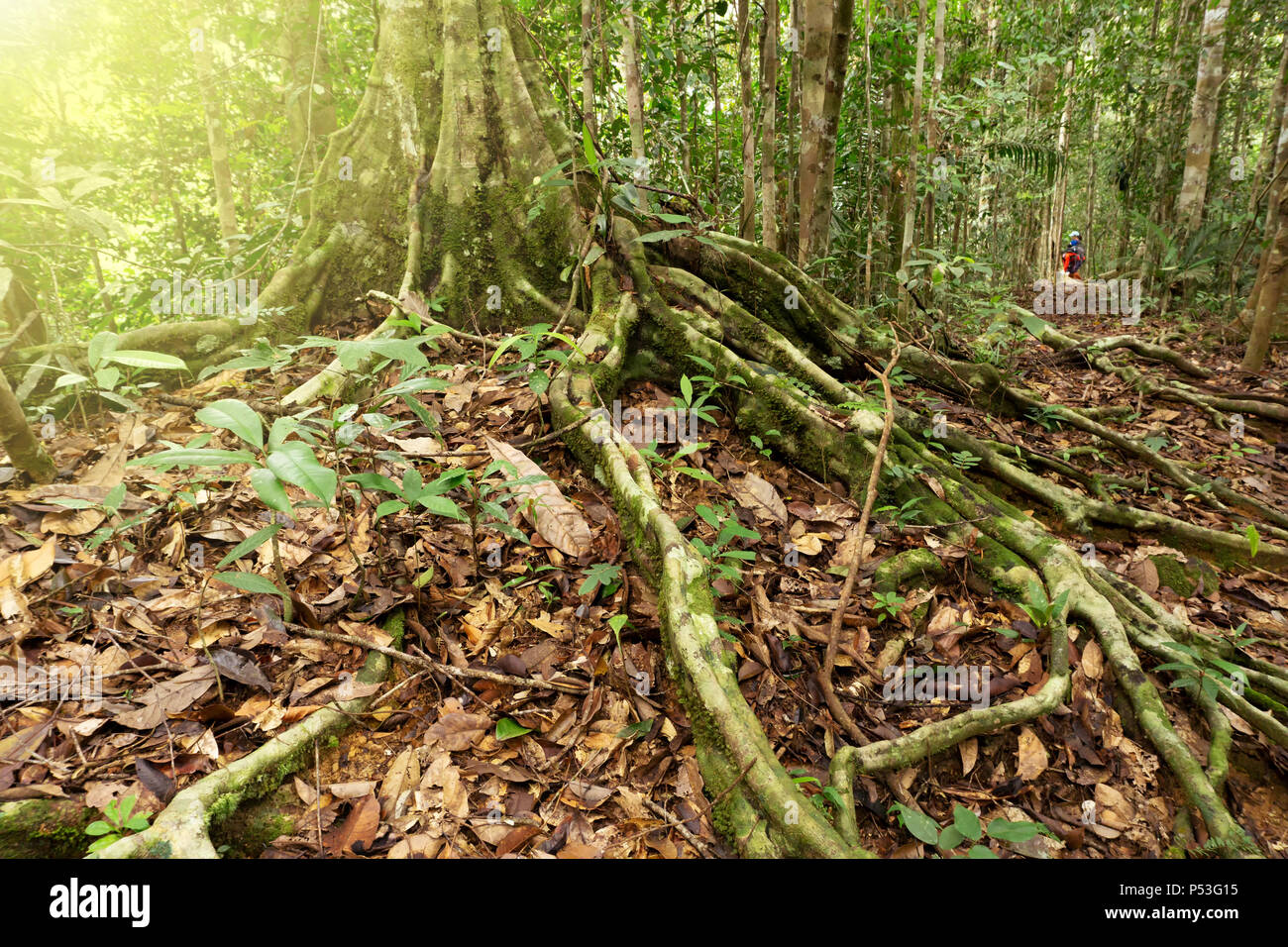 Buttress roots at Maliau Basin virgin rain forest Sabah Lost World located in Borneo Malaysia Stock Photo