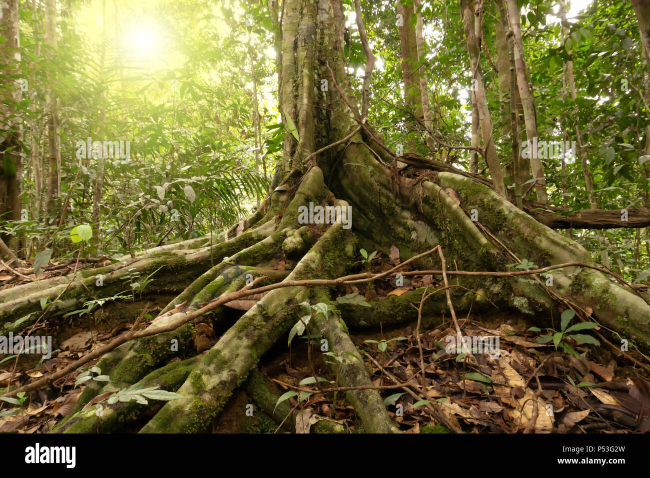 Buttress roots at Maliau Basin virgin rain forest Sabah Lost World located in Borneo Malaysia Stock Photo