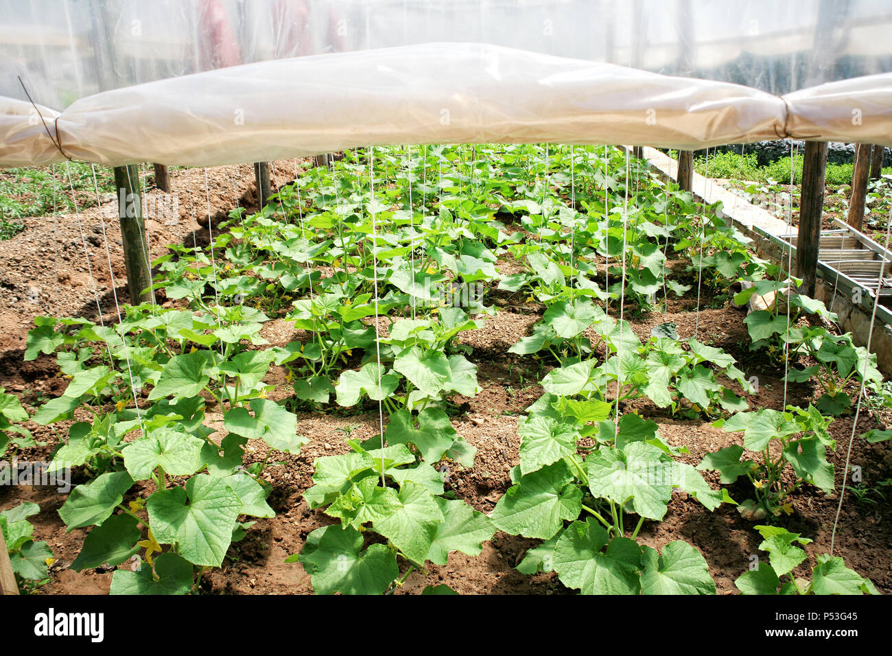 Close up shot plants in hi-res stock photography and images - Alamy