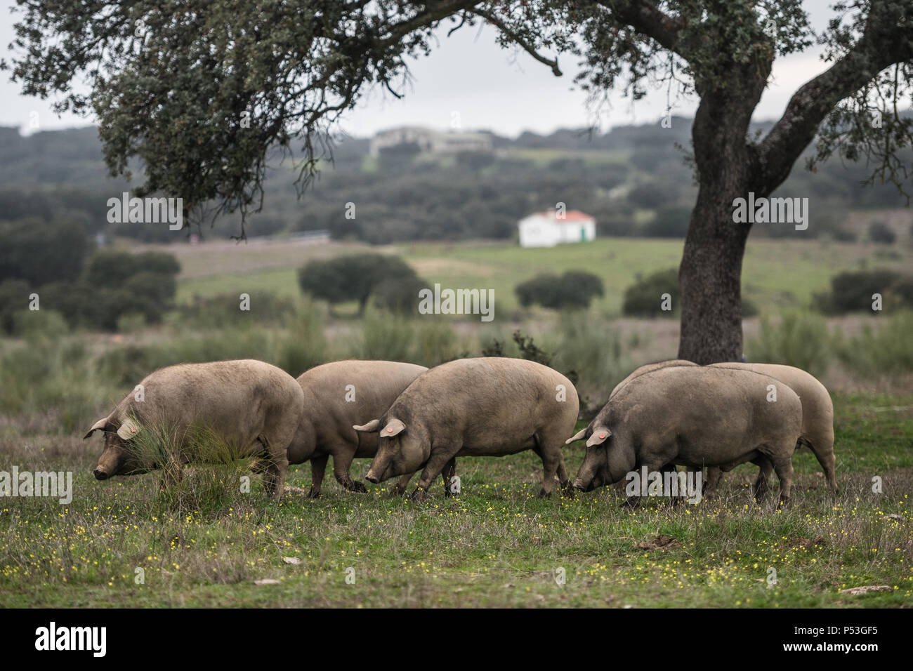 Pigs eating acorns hires stock photography and images Alamy