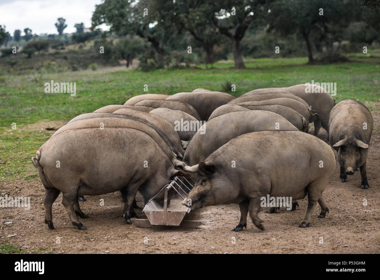 Iberian pigs eating feed in the pasture of Extremadura, Cáceres, Extremadura, Spain. Stock Photo