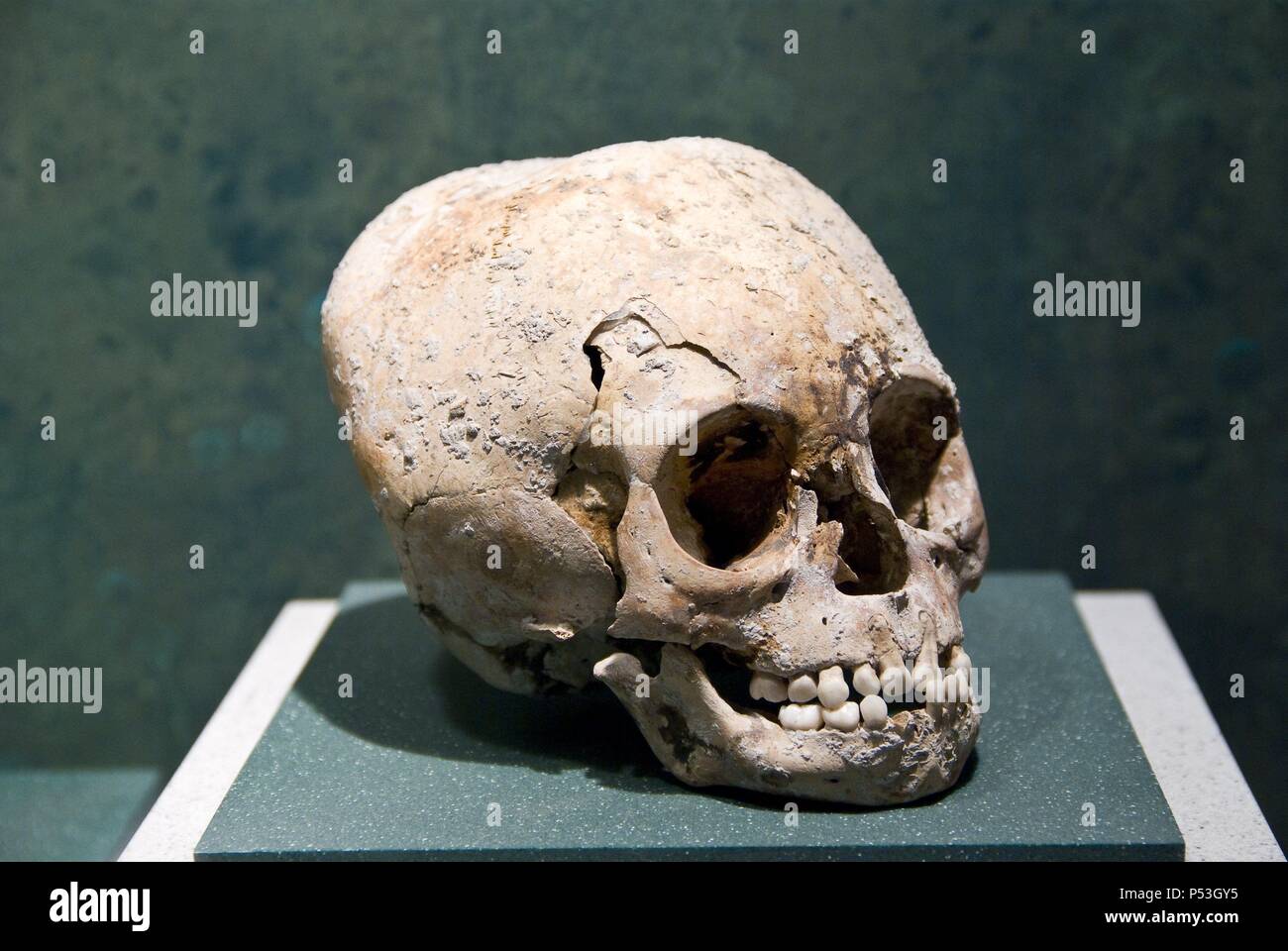 Mexico.Mexico city.National Museum of Antropology.Maya culture.Human skull. Stock Photo