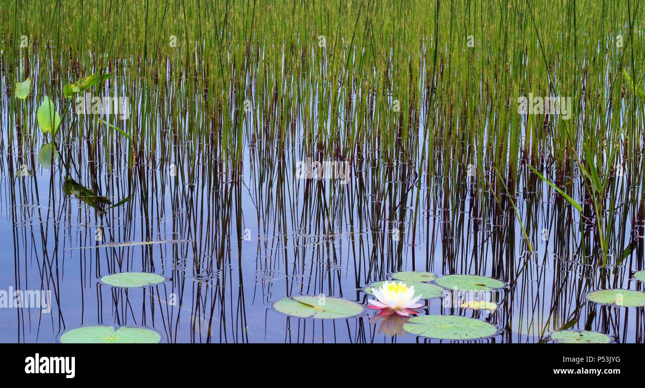 Dinsmore Grain Company Mill, Palermo Maine, China Maine, Waterfall