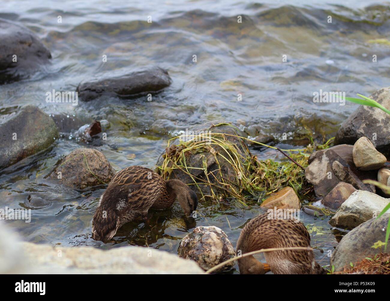 China Lake, China Lake Causeway, Maine, USA Stock Photo Alamy