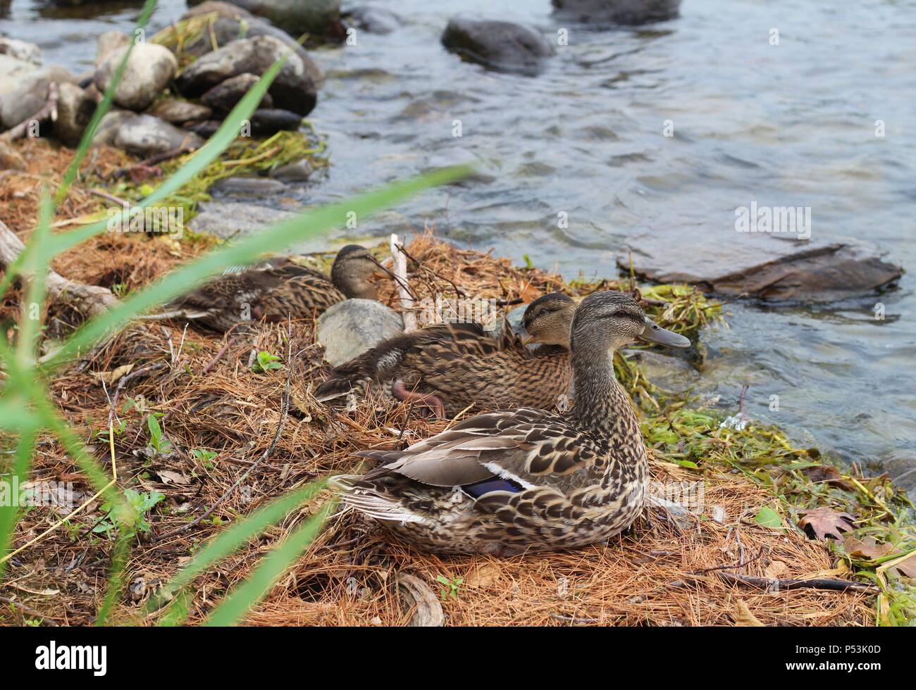 China Lake, China Lake Causeway, Maine, USA Stock Photo Alamy