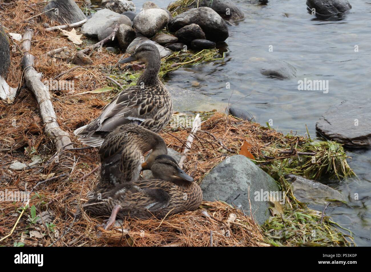 China Lake, China Lake Causeway, Maine, USA Stock Photo Alamy