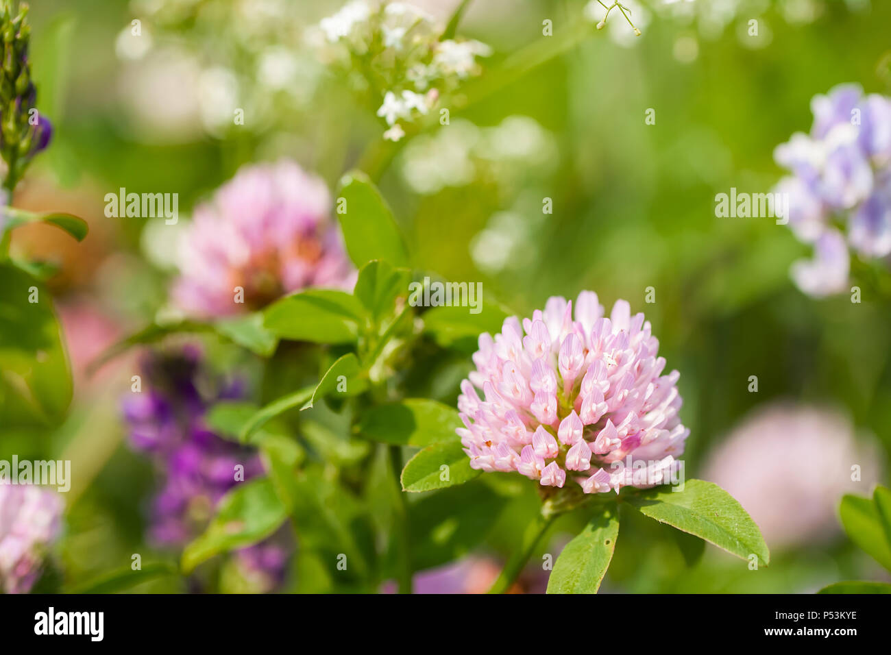 Clover plant hi-res stock photography and images - Alamy
