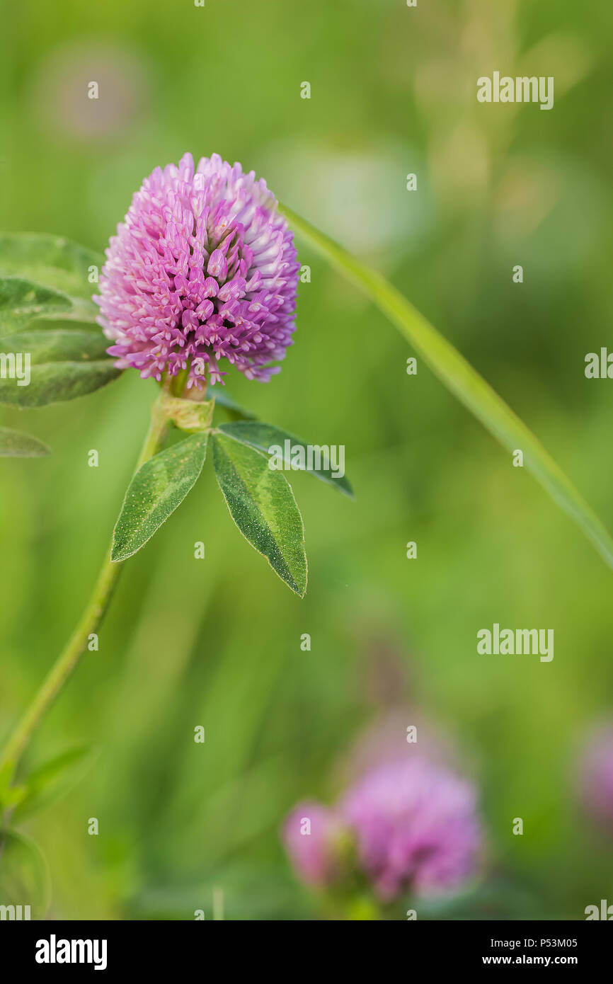 Flower clover on a natural summer background in the field Stock Photo